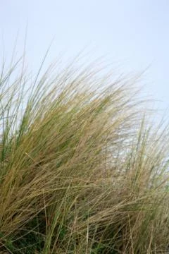 Grasses Stock Photos