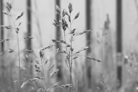 Grasses Stock Photos