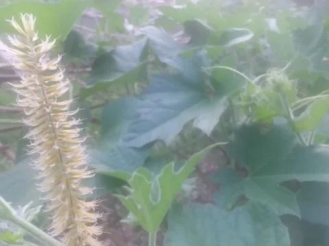 A grasses 스톡 사진