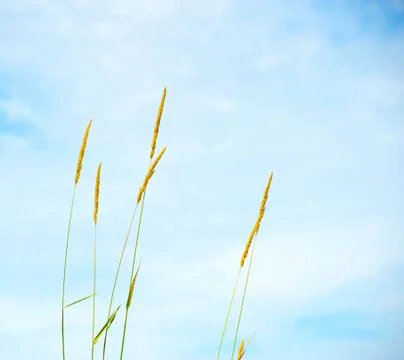 Grasses. Stock Photos