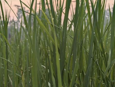 Grasses Stock Photos