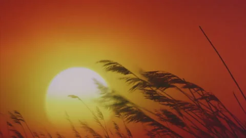 Grasses, reeds, gently moving in the wind against a big yellow sun at sunset, or Stock Footage 165677599