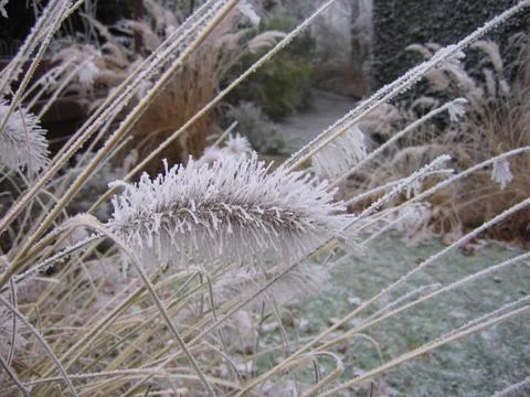 Grasses with ripe Stock Photos