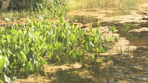 Grasses on the River bank Stock Footage 483465