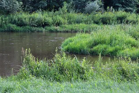 Grasses in the river Stock Photos