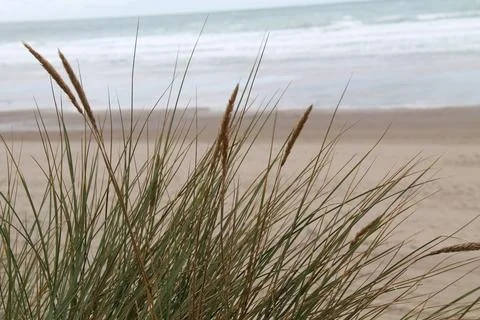 Grasses of a Sandune. Foto stock