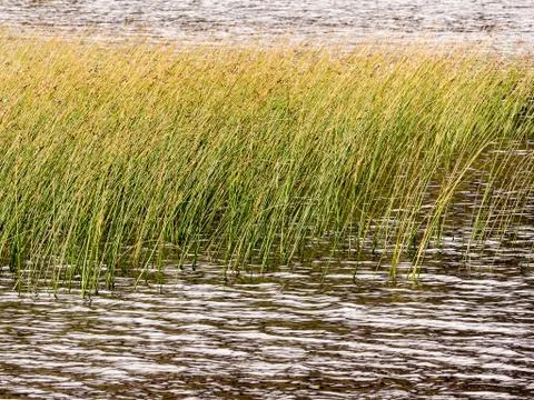 Grasses on Scottish Loch, Isle of Skye, Scotland, UK Stock Photos