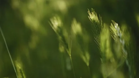 Grasses in the setting sun with shallow depth of field and sharpening Video stock 155208314