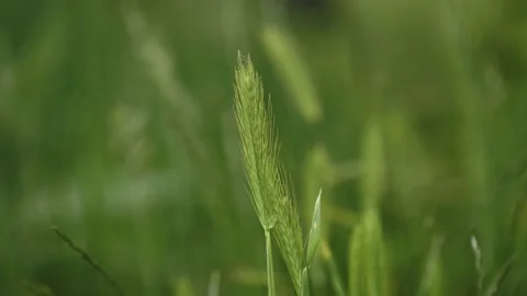 Grasses in the setting sun with shallow depth of field and sharpening Video stock 155210650