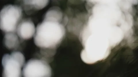 Grasses in the setting sun with shallow depth of field and sharpening Video stock 155210665