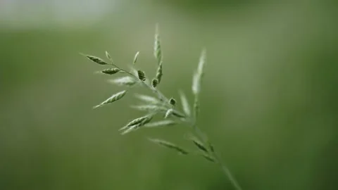 Grasses in the setting sun with shallow depth of field and sharpening Video stock 155210674