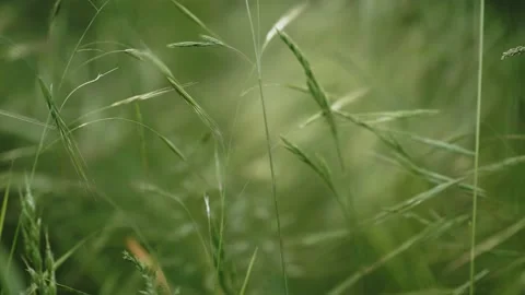 Grasses in the setting sun with shallow depth of field and sharpening Video stock 155210760