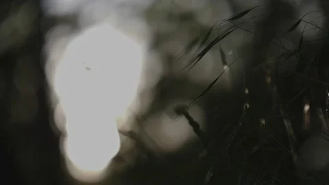 Grasses in the setting sun with shallow depth of field and sharpening Video stock 155210898