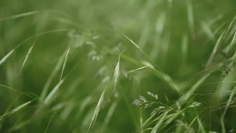 Grasses in the setting sun with shallow depth of field and sharpening Video stock 155210992
