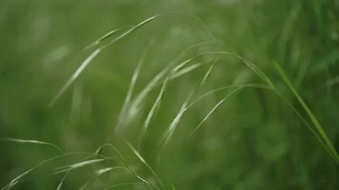 Grasses in the setting sun with shallow depth of field and sharpening Video stock 155211005