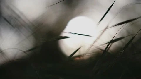 Grasses in the setting sun with shallow depth of field and sharpening Video stock 155211020
