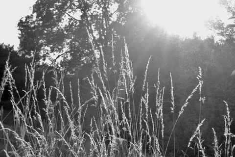 Grasses in Setting Sunlight Stockfoto's