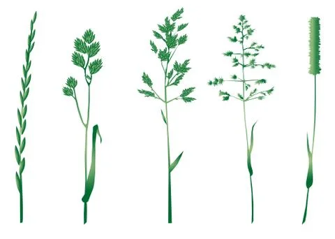 Grasses silhouettes Stock Illustration