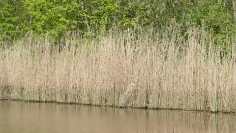 Grasses in spring on the river Lesum, Lesum, Bremen-North, Bremen, Germany,.. Stock Footage 233068255