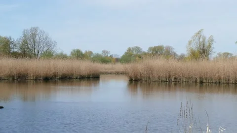 Grasses in spring on the river Lesum, Lesum, Bremen-North, Bremen, Germany,.. Video stock 233068269