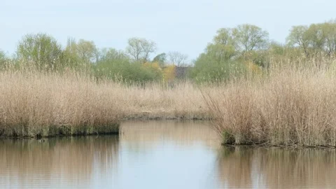Grasses in spring on the river Lesum, Lesum, Bremen-North, Bremen, Germany,.. Stock Footage 233068353