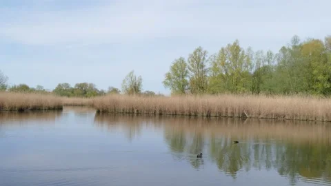 Grasses in spring on the river Lesum, Lesum, Bremen-North, Bremen, Germany,.. Video stock 233068400