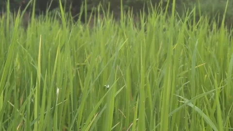 Grasses stock video Stock Footage 283755356