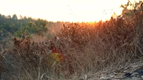 Grasses sunset evening calm Video stock 98677020