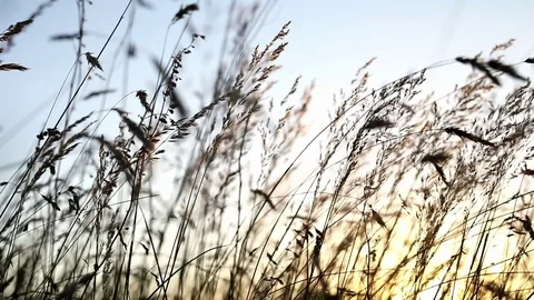 Grasses in sunset Stock-Footage 80498194