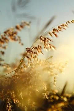Grasses at sunset time Foto stock