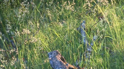 Grasses swaying in the spring Stock Footage 18024490