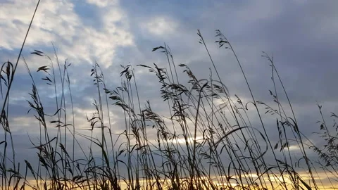 Grasses swaying in the wind against the backdrop of the sunset sky Video stock 136474253