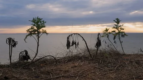 Grasses swaying in the wind against the backdrop of the lake and the sunset s Video stock 136474580