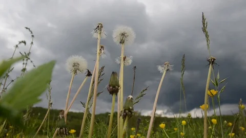 Grasses view from below. Dandelion flower blowing in the wind on meadow Stock Footage 109202399