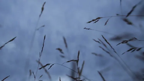 Grasses view from below Stock Footage 94106535