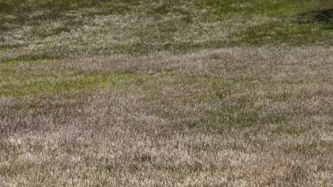 Grasses waving to the horizon in the wind. Stock Footage 141111355