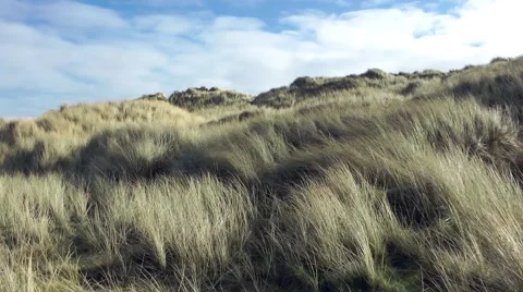Grasses waving in wind under blue sky with clouds Stock Footage 48354304