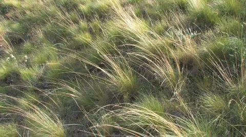 Grasses in the Wind 스톡 동영상 305692