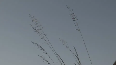 Grasses in wind Stock Footage 53795999