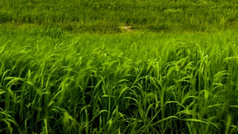 Grasses in the wind Video stock 76171116
