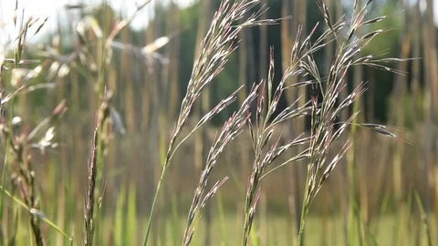 Grasses in the wind Video stock 106150719
