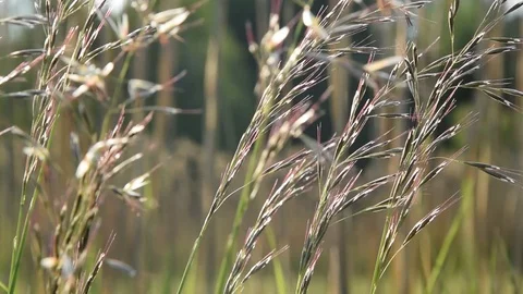 Grasses in the wind Stock Footage 106150743