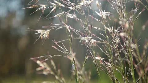 Grasses in the wind Stock Footage 106150766