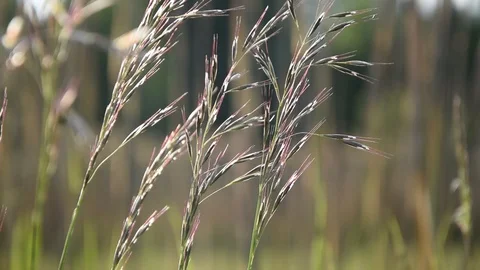 Grasses in the wind Stock Footage 106150787