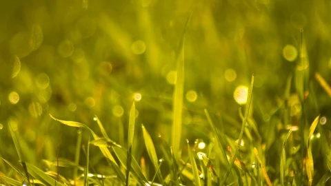 Grasses in the wind Stock Footage 119174470