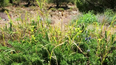 Grasses in the wind Stock Footage 235850170