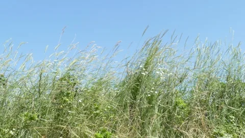 Grasses in the wind, Germany Video stock 263112499