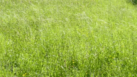Grasses in the wind, Germany Video stock 263112505