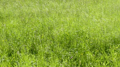 Grasses in the wind, Germany Stock Footage 263112549