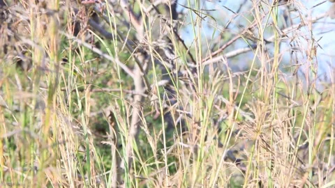 Grasses in the wind, meadow Stock Footage 233414360